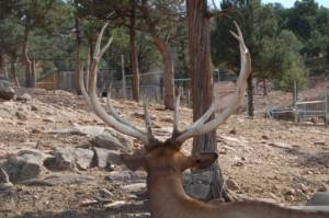 royalgorge0153