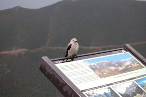 bird_001