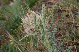 Photo Tuesday: Space Cacti