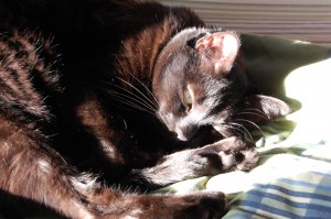 Photo Friday: Morning Cat Face