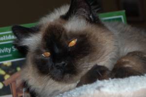 Photo Friday: Lazor Eyes