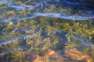 Photo Friday: Undah de Sea