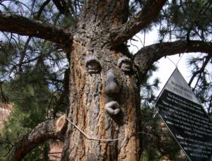 Photo Friday: Treebeard?