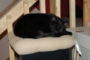 Photo Friday: Sleepin